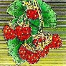 Схема вышивки «малинка»