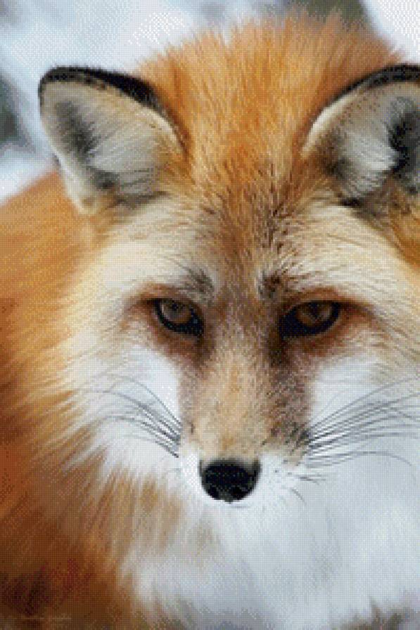 Лис - хищники, животные, лис, лисица - предпросмотр