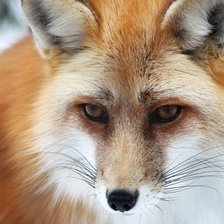 Схема вышивки «Лис»