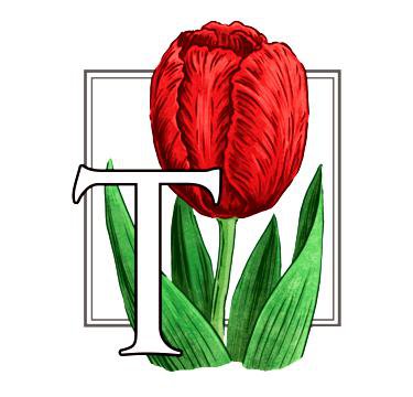 Тюльпаны - тюльпаны, цветы, цветок - оригинал