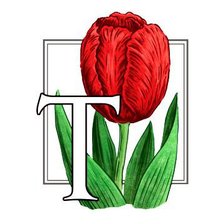 Схема вышивки «Тюльпаны»