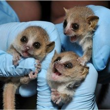 Схема вышивки «Лемурчики»