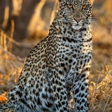 Схема вышивки «Леопард»