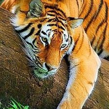 Схема вышивки «Тигр»