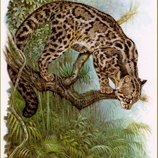 Схема вышивки «дикая кошка»