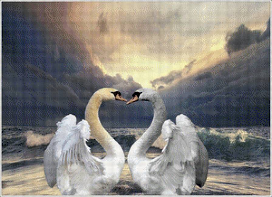 лебединая верность - птицы - предпросмотр