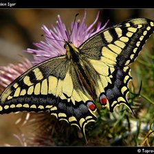 Схема вышивки «Махаон»