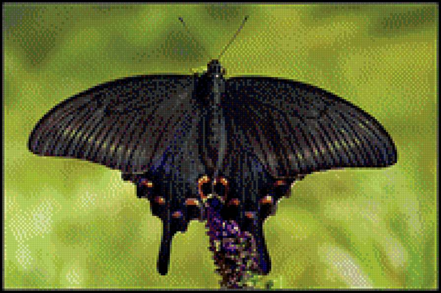 Махаон - бабочки - предпросмотр