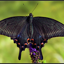 Схема вышивки «Махаон»