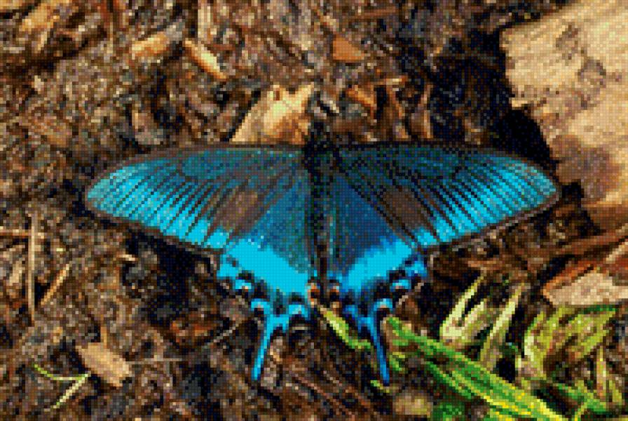 Махаон - бабочки - предпросмотр