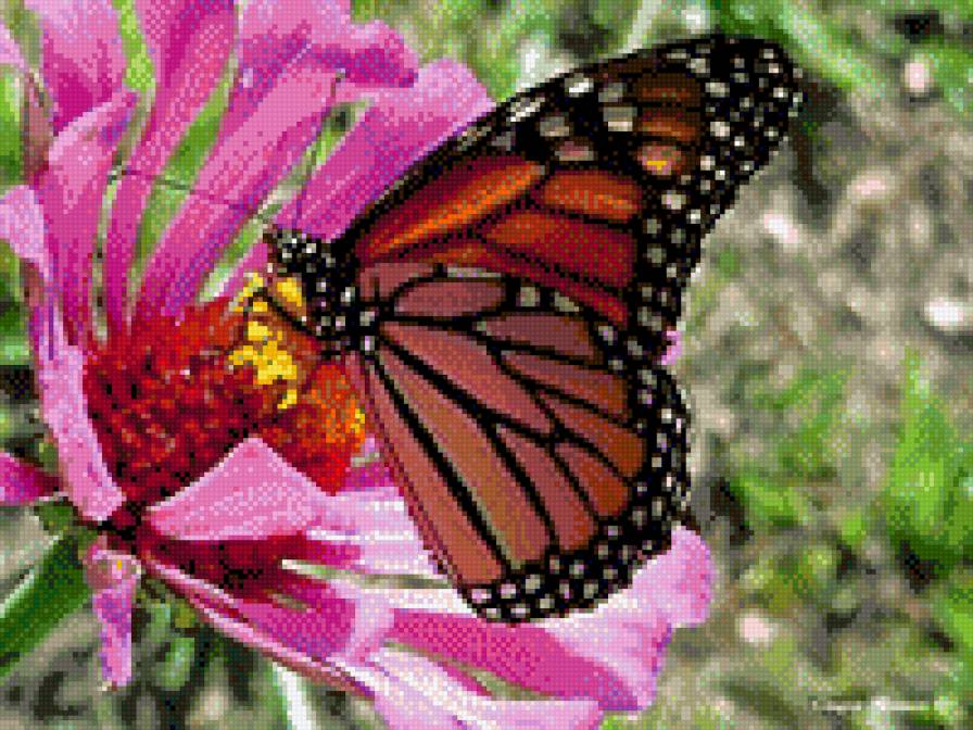 бабочка - бабочка, цветы - предпросмотр