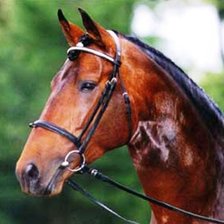 Схема вышивки «конь темный 60»