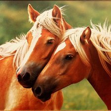 Схема вышивки «кони пара 60»