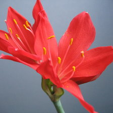 Схема вышивки «привет»