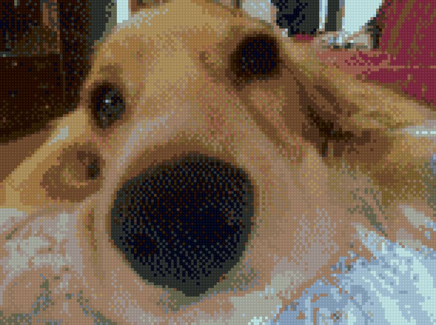 Спаниель - животные - предпросмотр