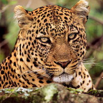 Схема вышивки «№495225»