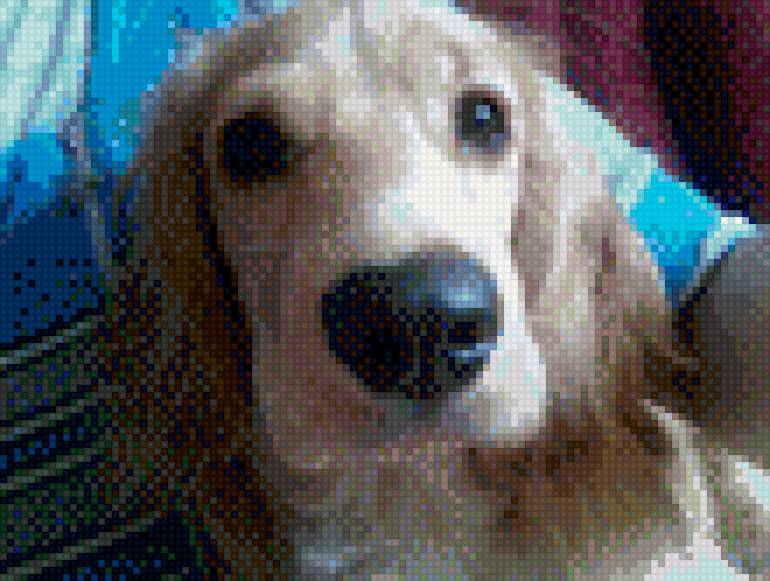 Злата - собака - предпросмотр