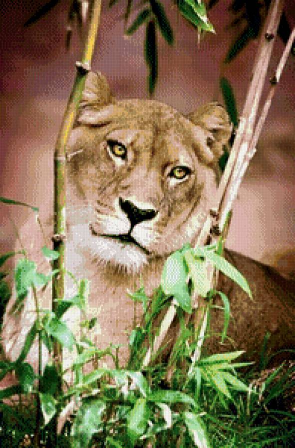 Львица - животные, дикие кошки - предпросмотр