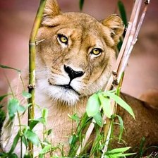 Схема вышивки «Львица»