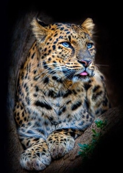 Леопард - дикие кошки, животные - оригинал