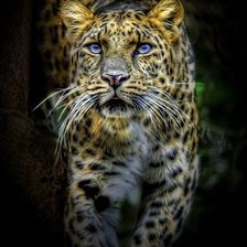 Схема вышивки «Леопард»