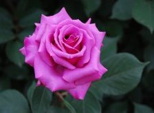 Схема вышивки «№495560»