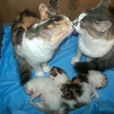 семейная идилия