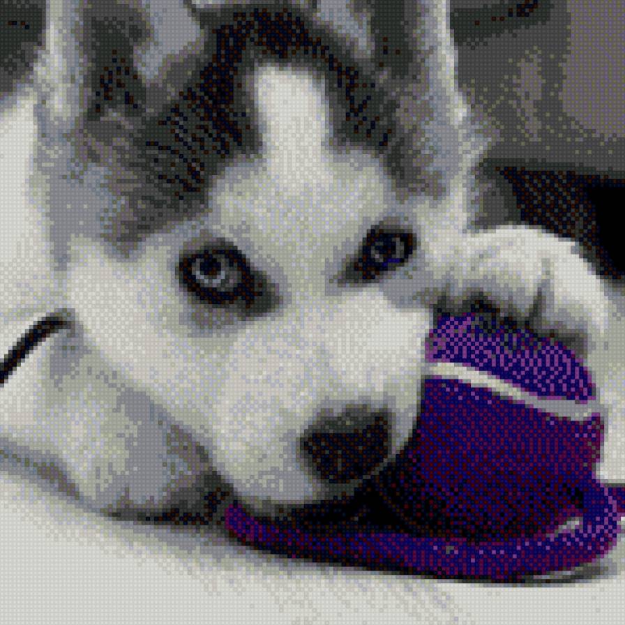 хаски - предпросмотр