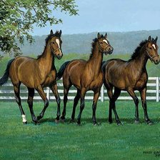 Схема вышивки «гнедые»