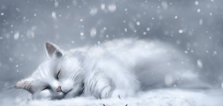 белый кот - кошки - оригинал