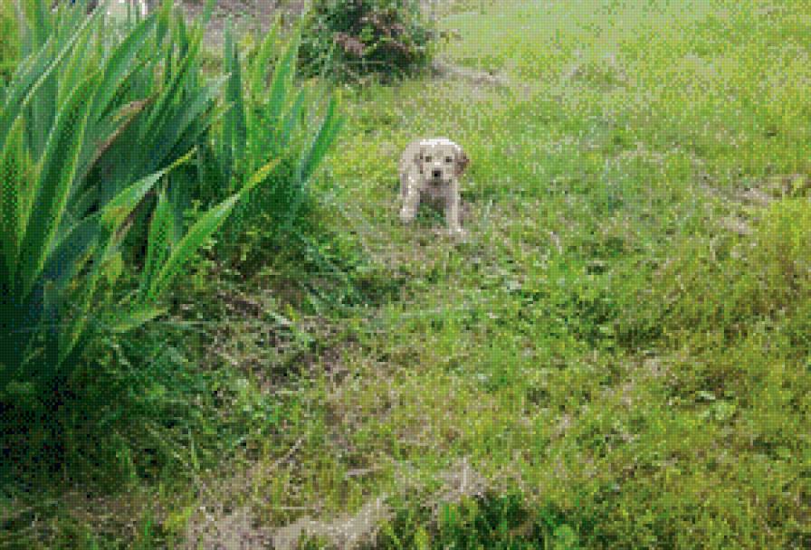 Щенок - собаки - предпросмотр