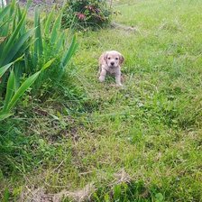 Схема вышивки «Щенок»