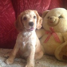 Схема вышивки «Щенок»