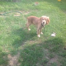 Спаниель-щенок