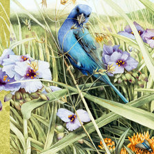 Схема вышивки «bird»