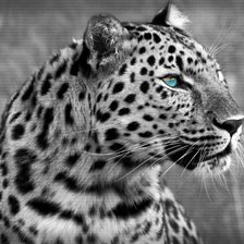 Схема вышивки «Леопард»