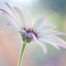 Схема вышивки «№496452»