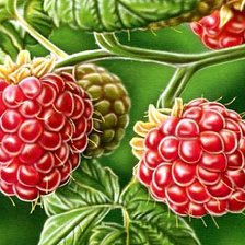 Схема вышивки «Малина»