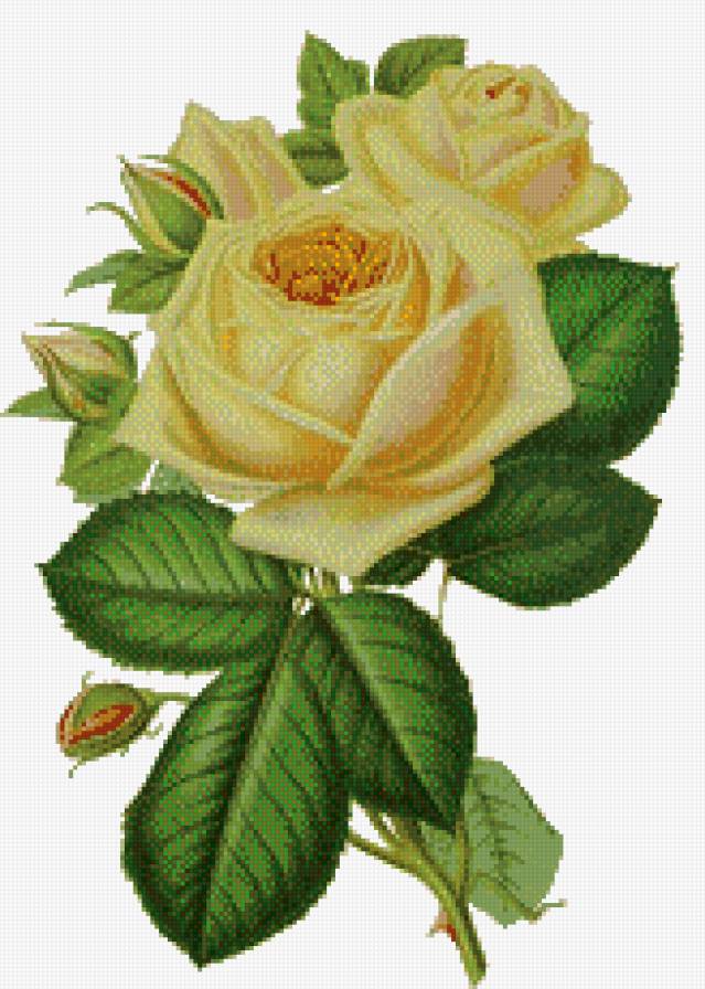 Роза - цветы, роза - предпросмотр