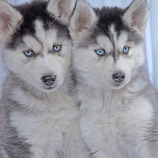 Схема вышивки «Два друга»