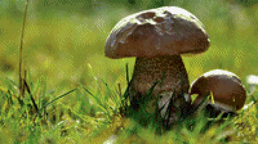 Грибы - предпросмотр