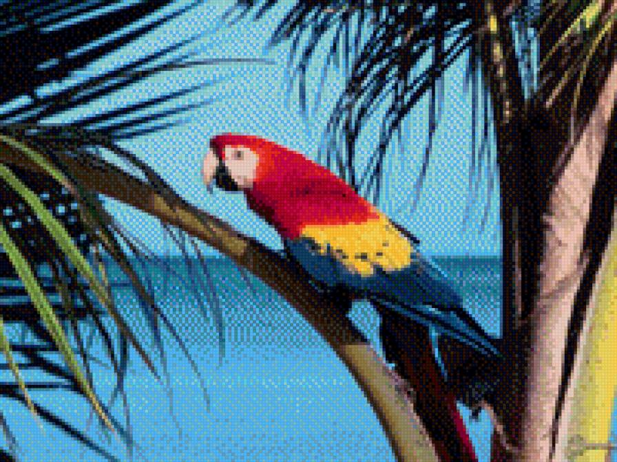 дикий попугай - предпросмотр