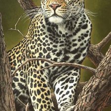 эти забавные животные