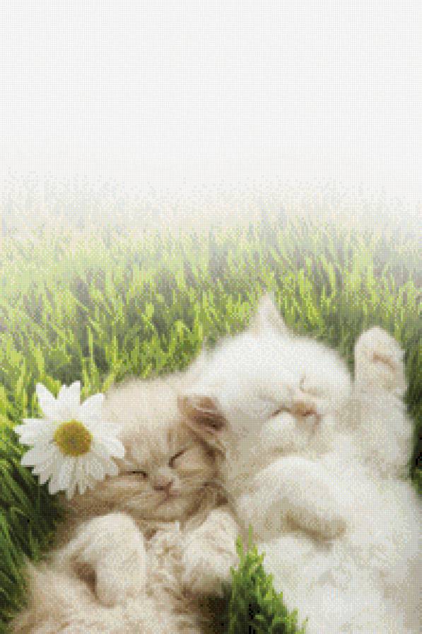 В ромашках - предпросмотр