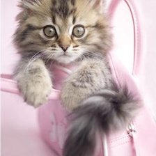 Схема вышивки «Гламуррр»