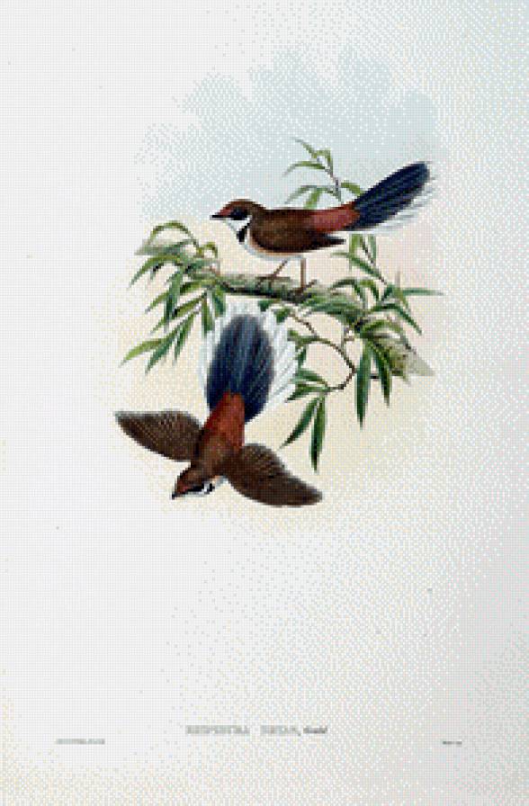 Серия "Птички-невелички" - птицы, пейзаж - предпросмотр