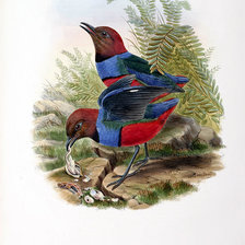 Схема вышивки «Серия "Птички-невелички"»