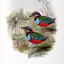 Схема вышивки «Серия "Птички-невелички"»