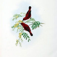 Схема вышивки «Серия "Птички-невелички"»