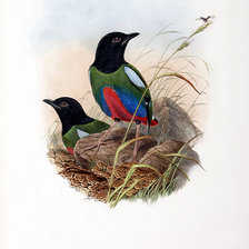 Схема вышивки «Серия "Птички-невелички"»